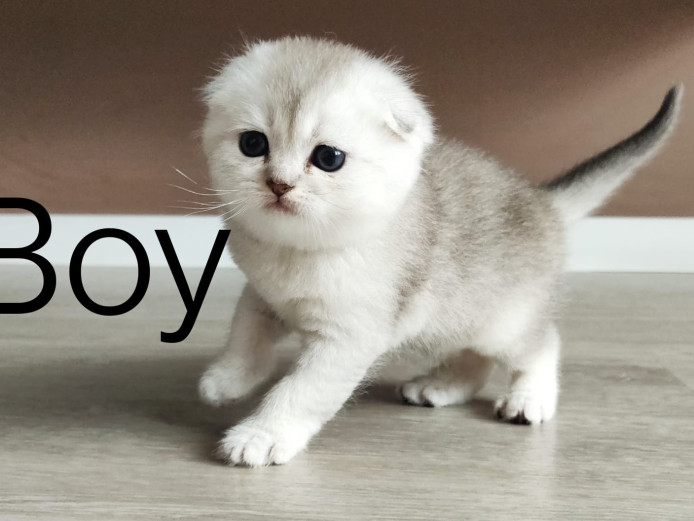 Adorable Scottish fold kittens (3 left)
