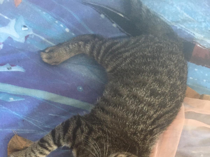 2 3 month old kittens to go 