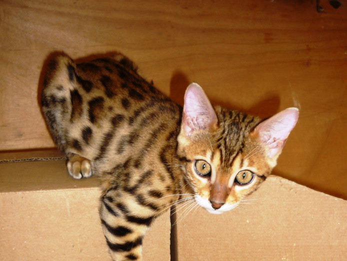 2 STUNNING BOY/GIRL QUALITY PEDIGREE BENGALS