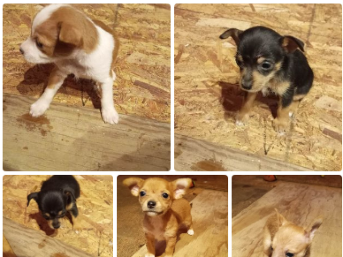 long-haired deer head Chihuahuas