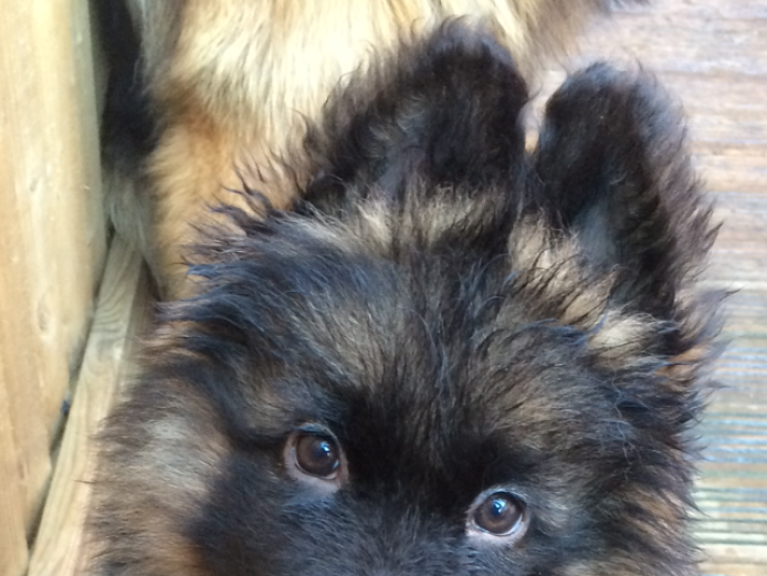 German shepard puppies for sale