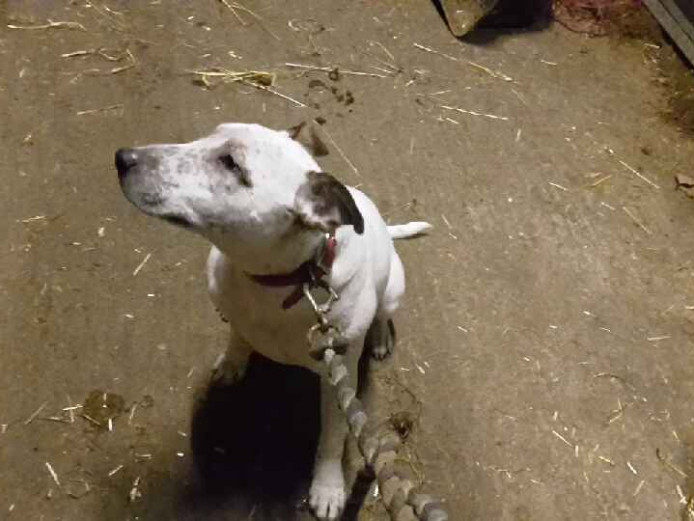 Desperate for good homes