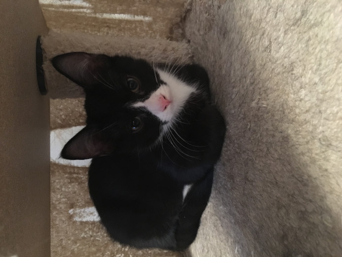 2 beautiful male kittens