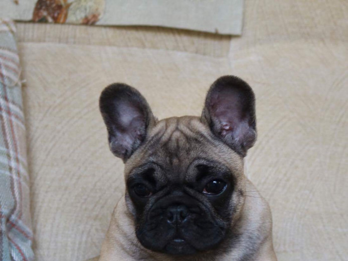 Stunning DM/HC clear puppies