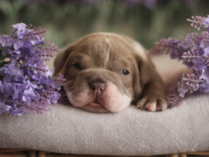 Quality Olde English Bulldog Pups