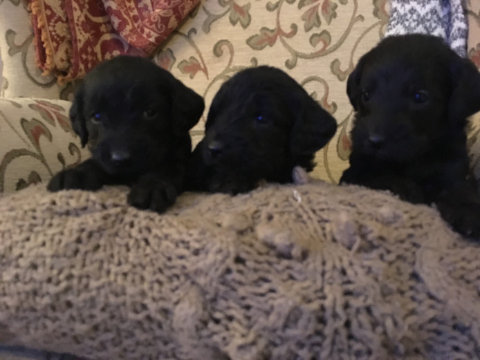 Labradoodle Puppies F1