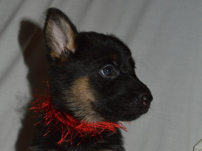 6 German Shepherds For Sale