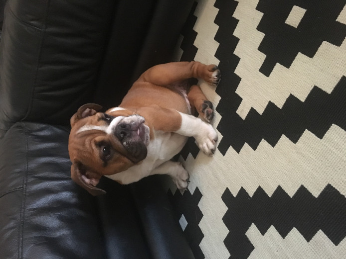 2 english bulldog puppies