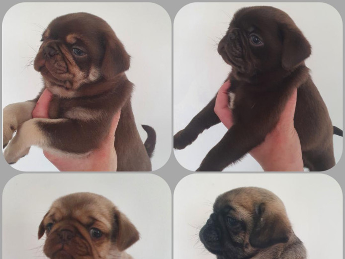 Outstanding! Kc Chocolate pug babies ready now