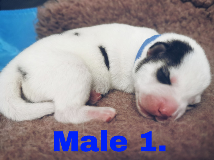 Stunning male husky puppies 