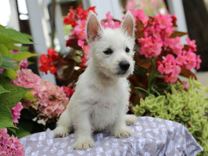 West Highland White Terrier