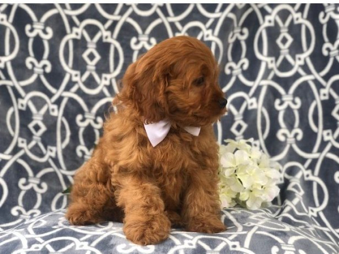Cavapoo Puppies ready now