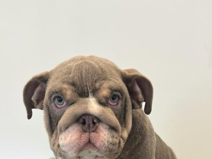 5 english bulldog puppies
