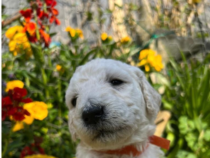 Multigen Labradoodle puppies
