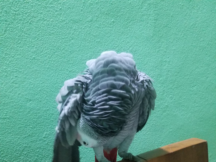 Gorgeous African grey  for sale
