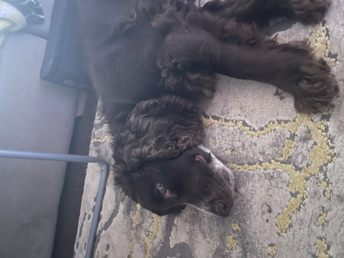 Beautiful Working Cockers