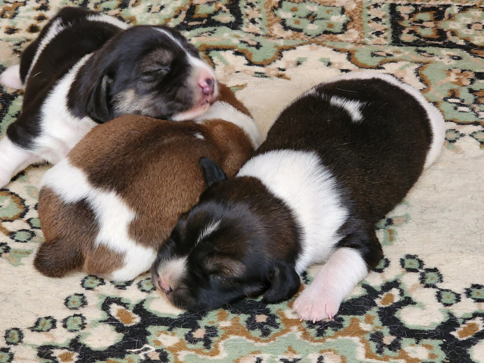 So cute Beagle mix puppies 