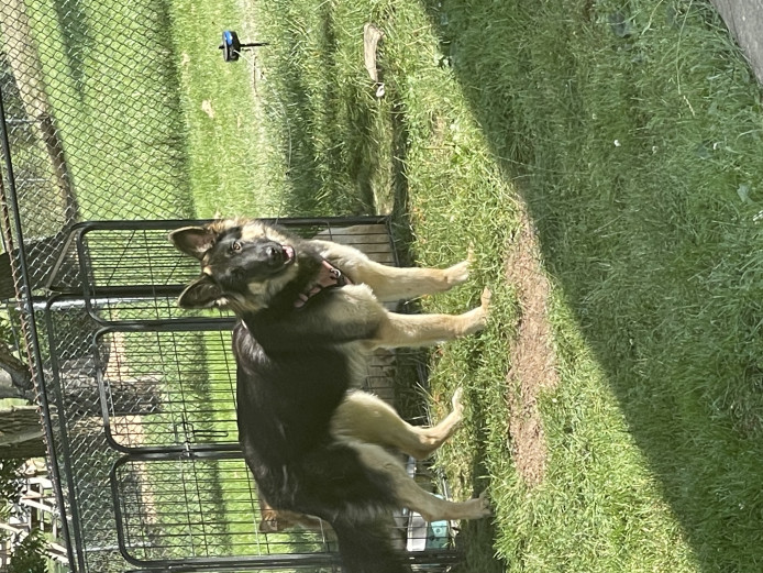 Cute energetic German shepherd 