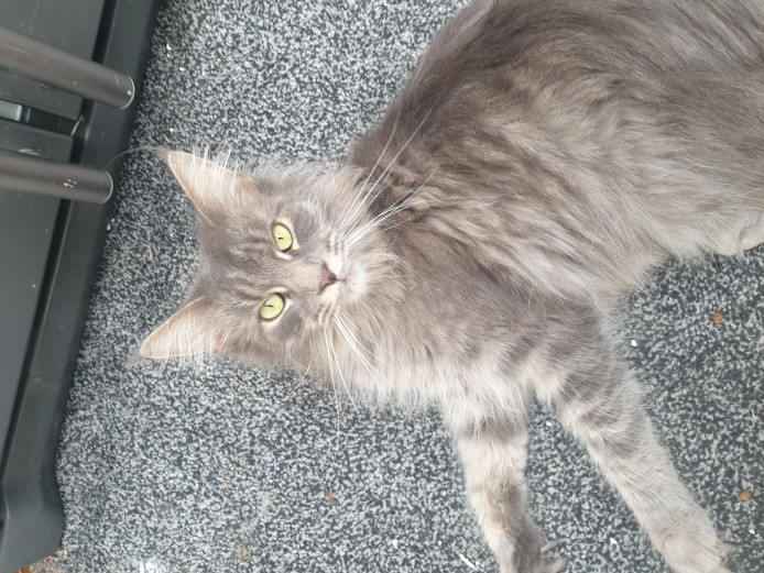 Adorable GCCF Registered Female Maine Coon 