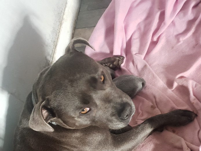 1 Staffy Gorgeous girl left