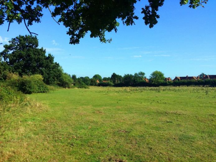 Chow chow puppy wanted 