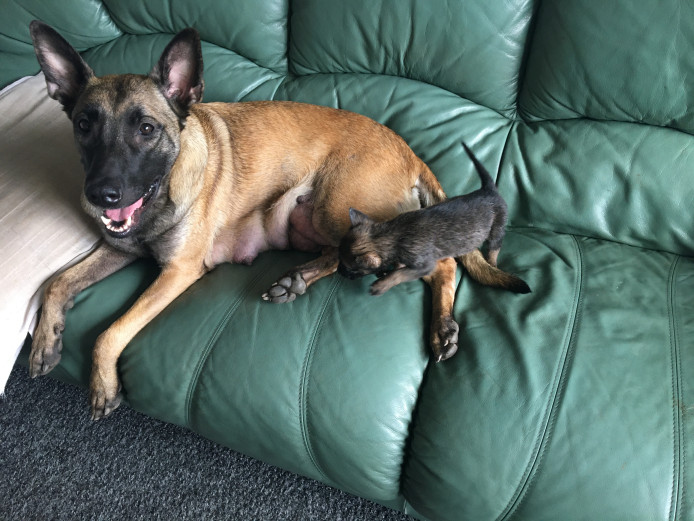 Belgian Mali Pups 