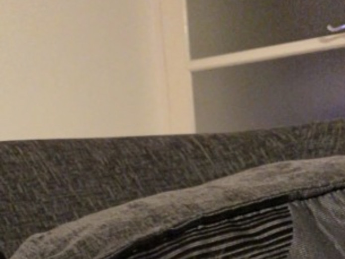 Cream colour blue eyes folded ears Scottish fold