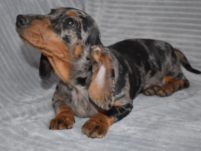 Dachshunds Dapple