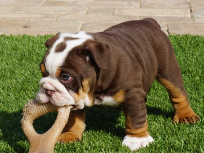 Sweet English Bulldog Puppies Ready