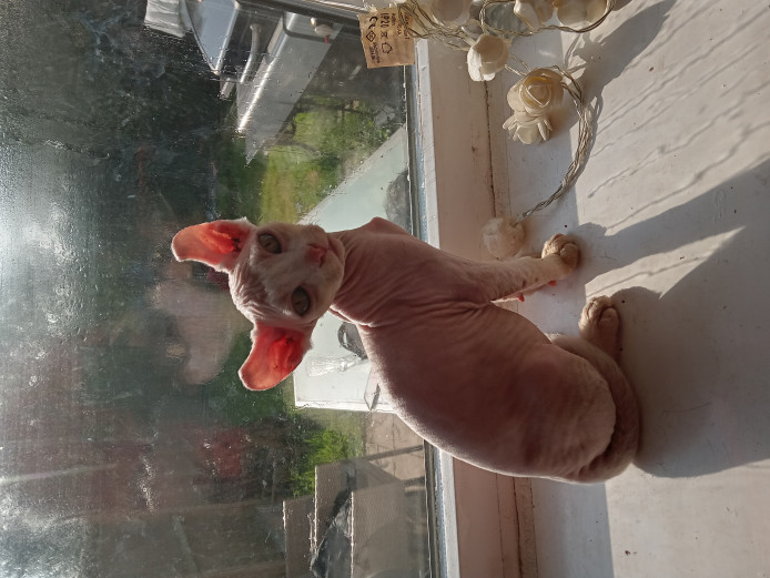 5 gorgeous sphynx kittens