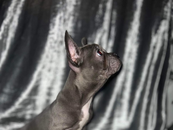 2 female frenchies ready for their new homes