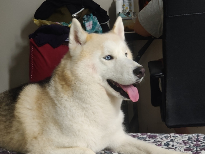 Siberian Husky (2 yr) looking for new home