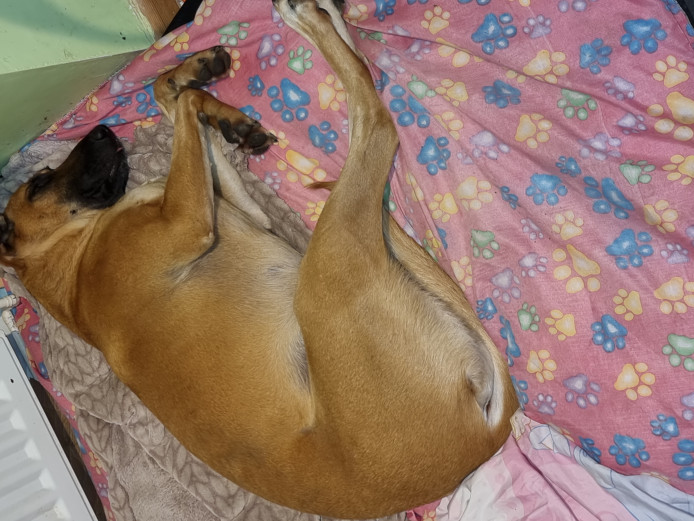 2 year old Belgian Malinois 