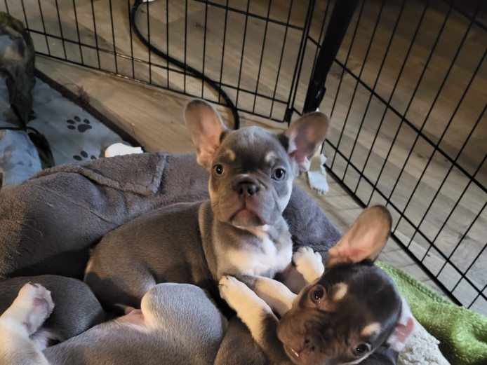 Puppies for sale 