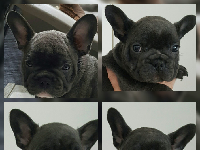 4x females and 1x male blue french bulldog puppies 