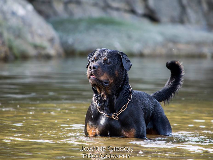 Rottweiler Puppies for Sale. | Rottweiler for Sale | Wigan ...