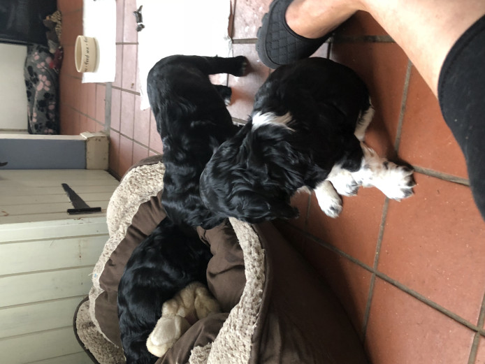 Beautiful Home Reared Cocker Spaniel Puppies