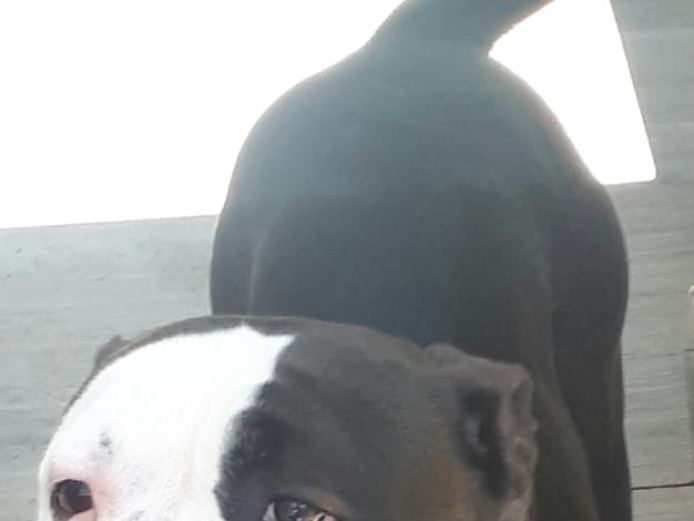 Old English female bulldog 