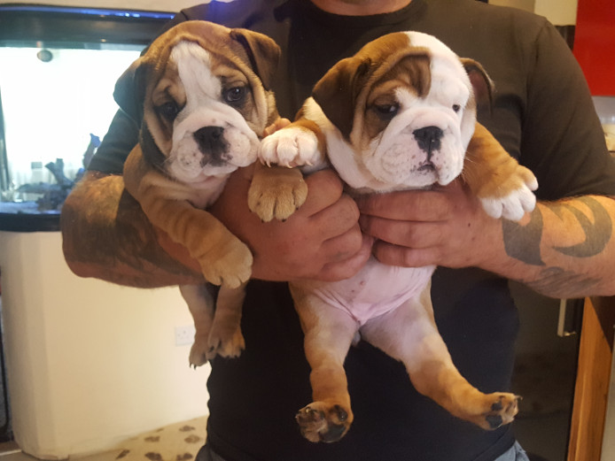 KC Reg English Bulldog Puppies