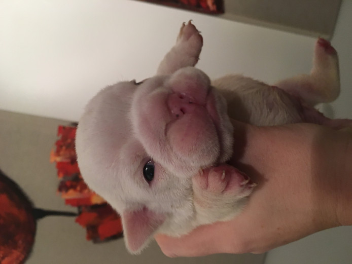 KC Registered Bulldog Puppies