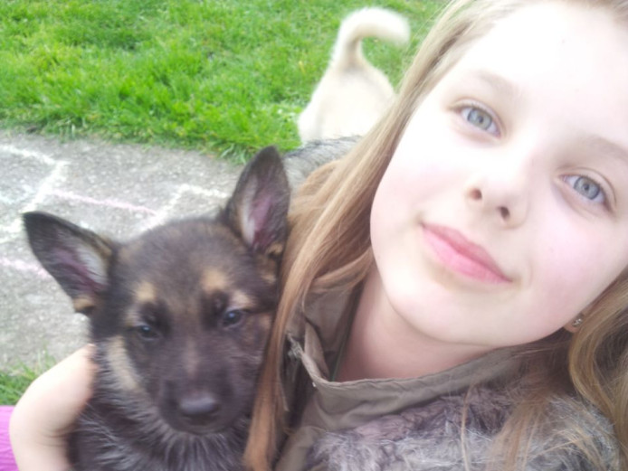 Superb Strong Litter Of German Shepherd Puppies for Sale