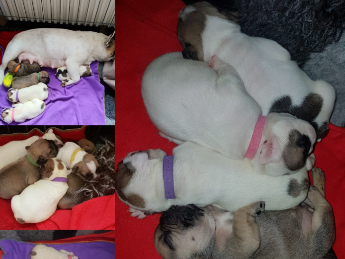 READY NOW   french bulldog pups