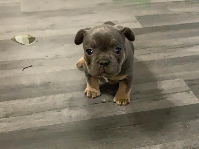 French bulldog puppies 