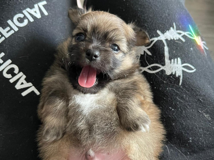 Pomchi pups 