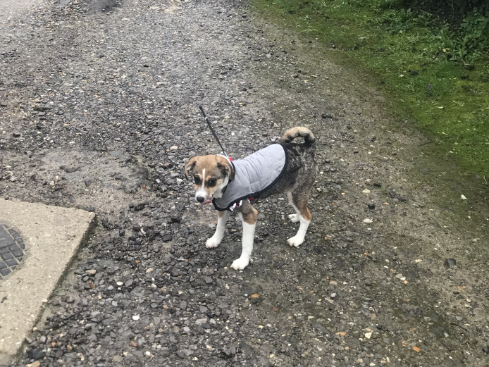 Lovely 8 month old girl looking for forever home 