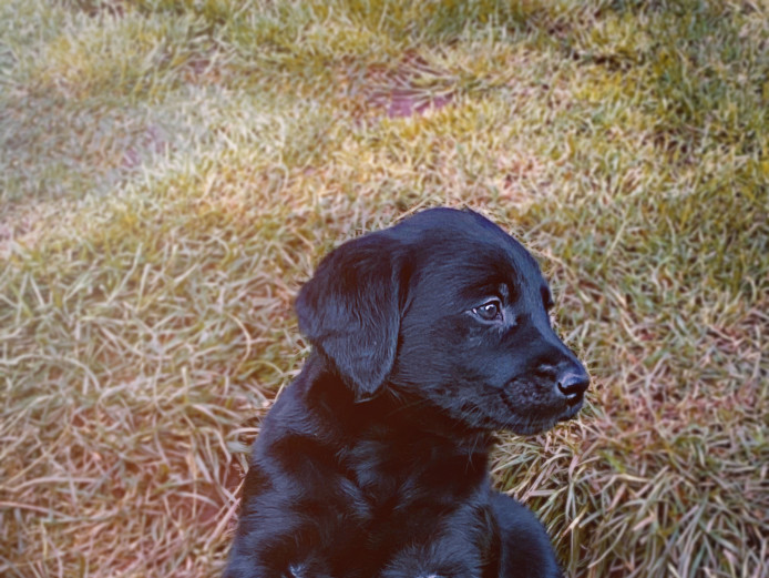 Family bred 3/4 Labradoodles