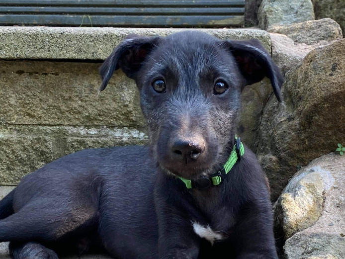 Bedlington whippets x3 male pups