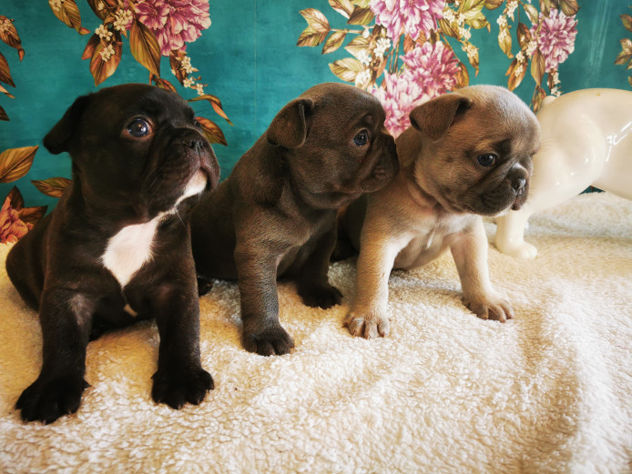 Stunning French bulldog puppies 