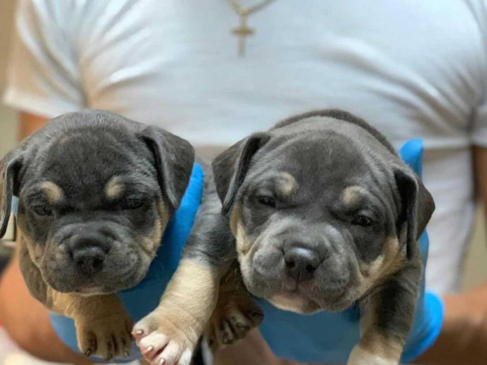 AKC Pocket Bullies