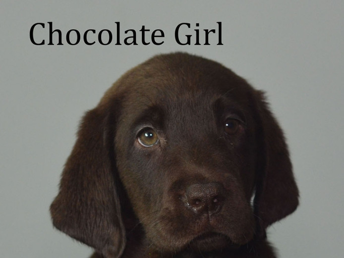 12 KC GORGEOUS LABRADOR PUPPIES READY TO GO NOW